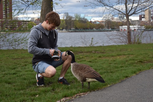 An image of me feeding a goose along the Charles River.