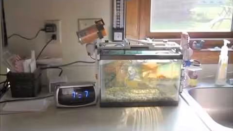 Play video: R.U.F.F. feeding fish